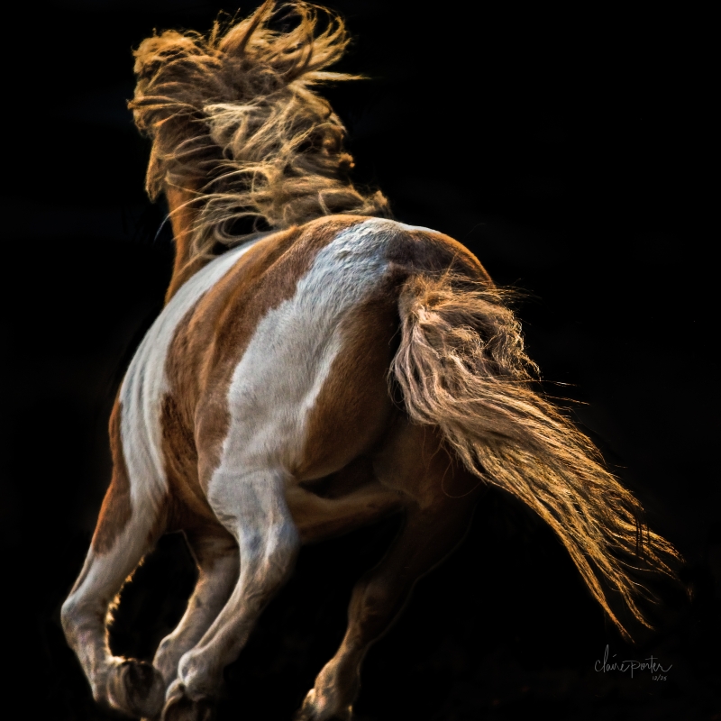 Pony Fleeing by artist Claire Porter